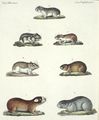 Mäuse verschiedener Art