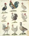 Hühner verschiedener Art
