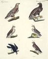 Raubvögel verschiedener Art