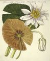 Die ächte Lotus-Pflanze : Die ägyptische Seerose oder ächte Lotuspflanze
