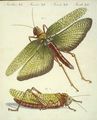 Merkwürdige Insekten : Die grösste Heuschrecke