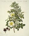 Rosen-Arten : Die blassgelbe Schottische Rose