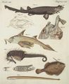 Sonderbare Knorpelfische