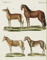 Pferde und Esel