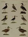 Merkwürdige Sumpf-Vögel